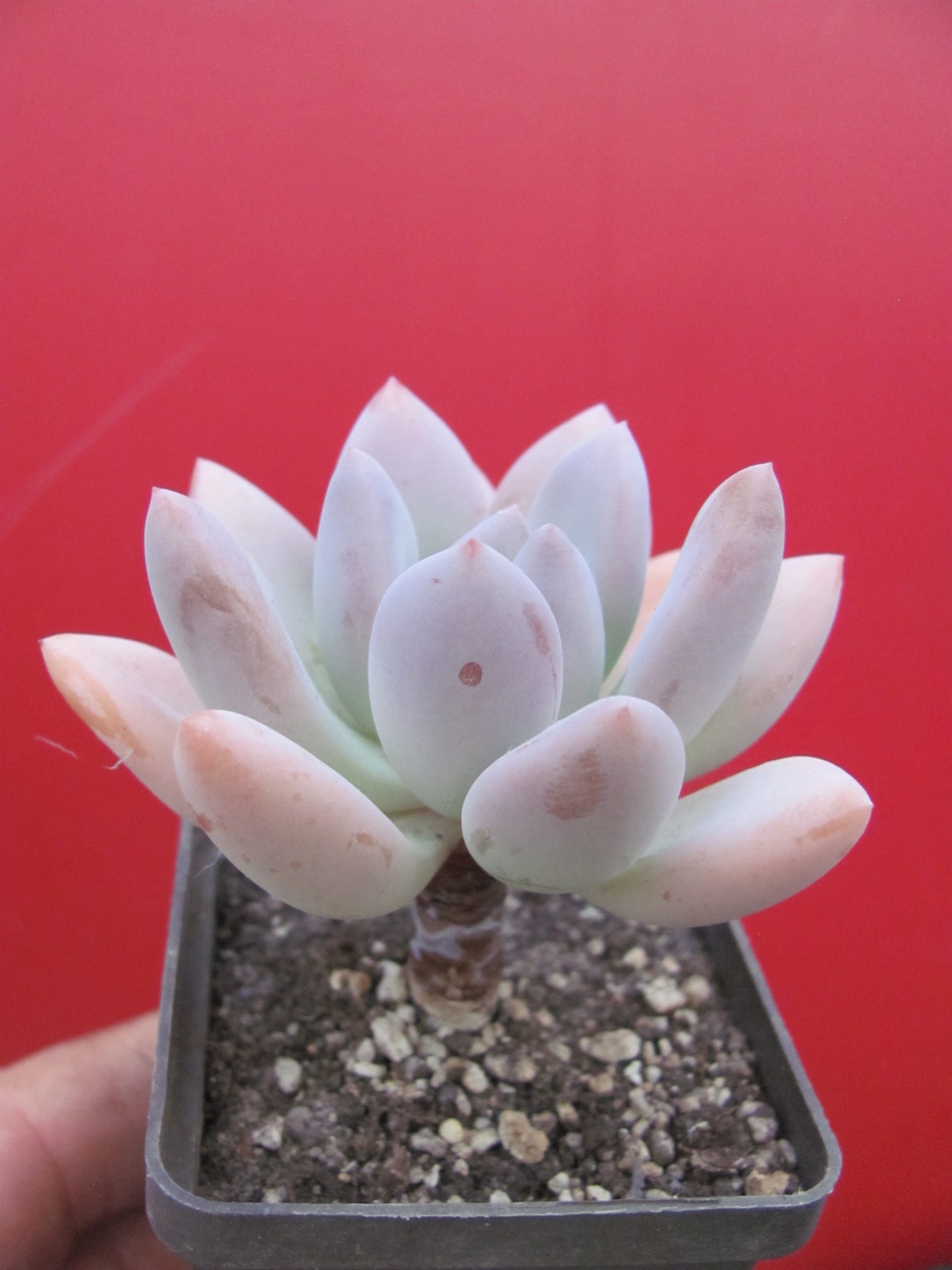Pachyveria Opalina
