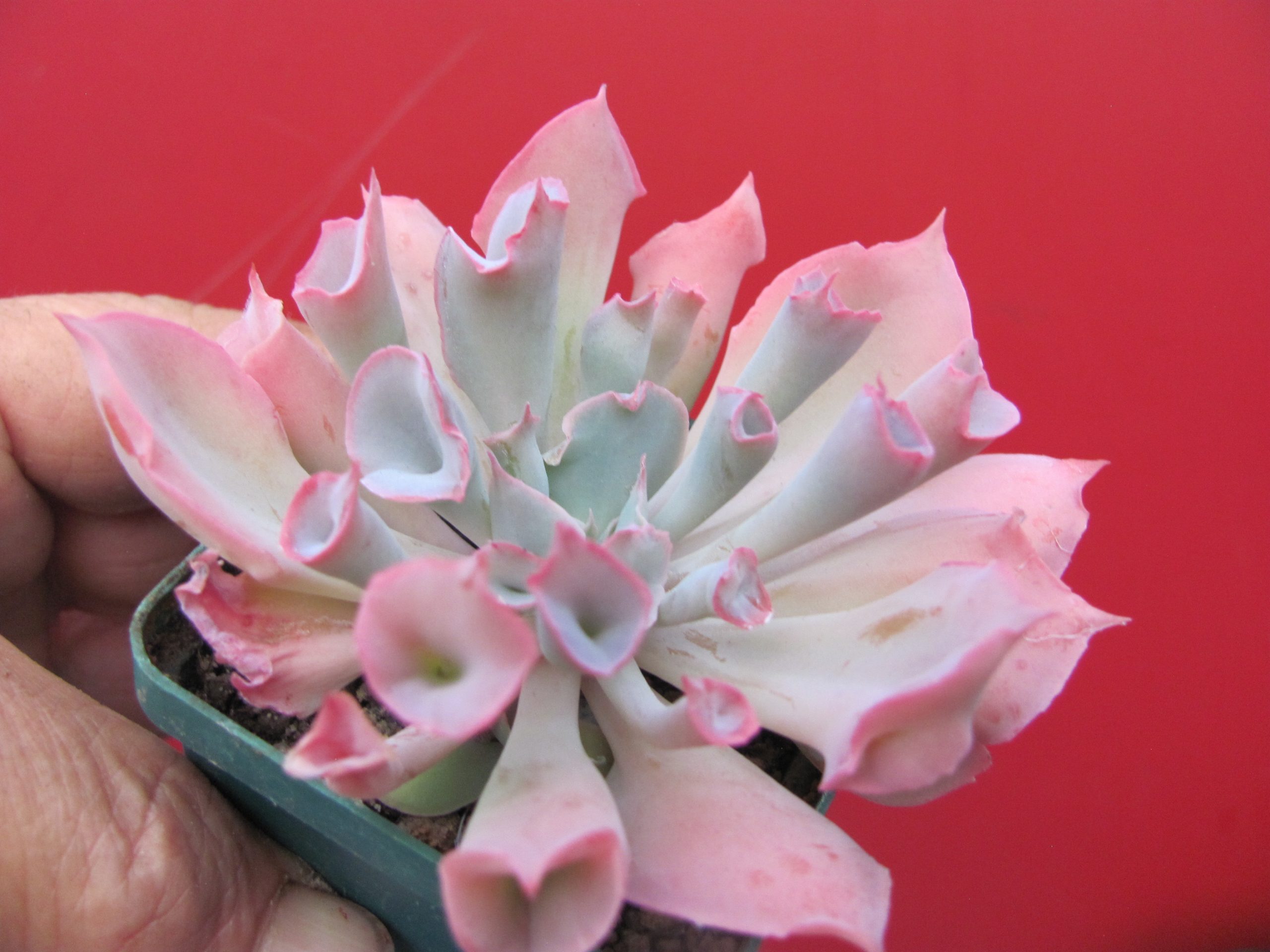 Echeveria Trumpet Pinky