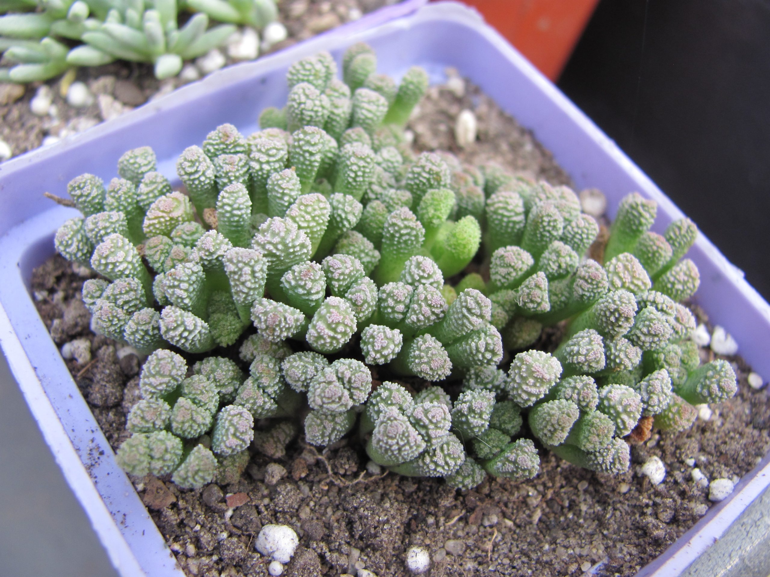 Neohenricia sibbettii