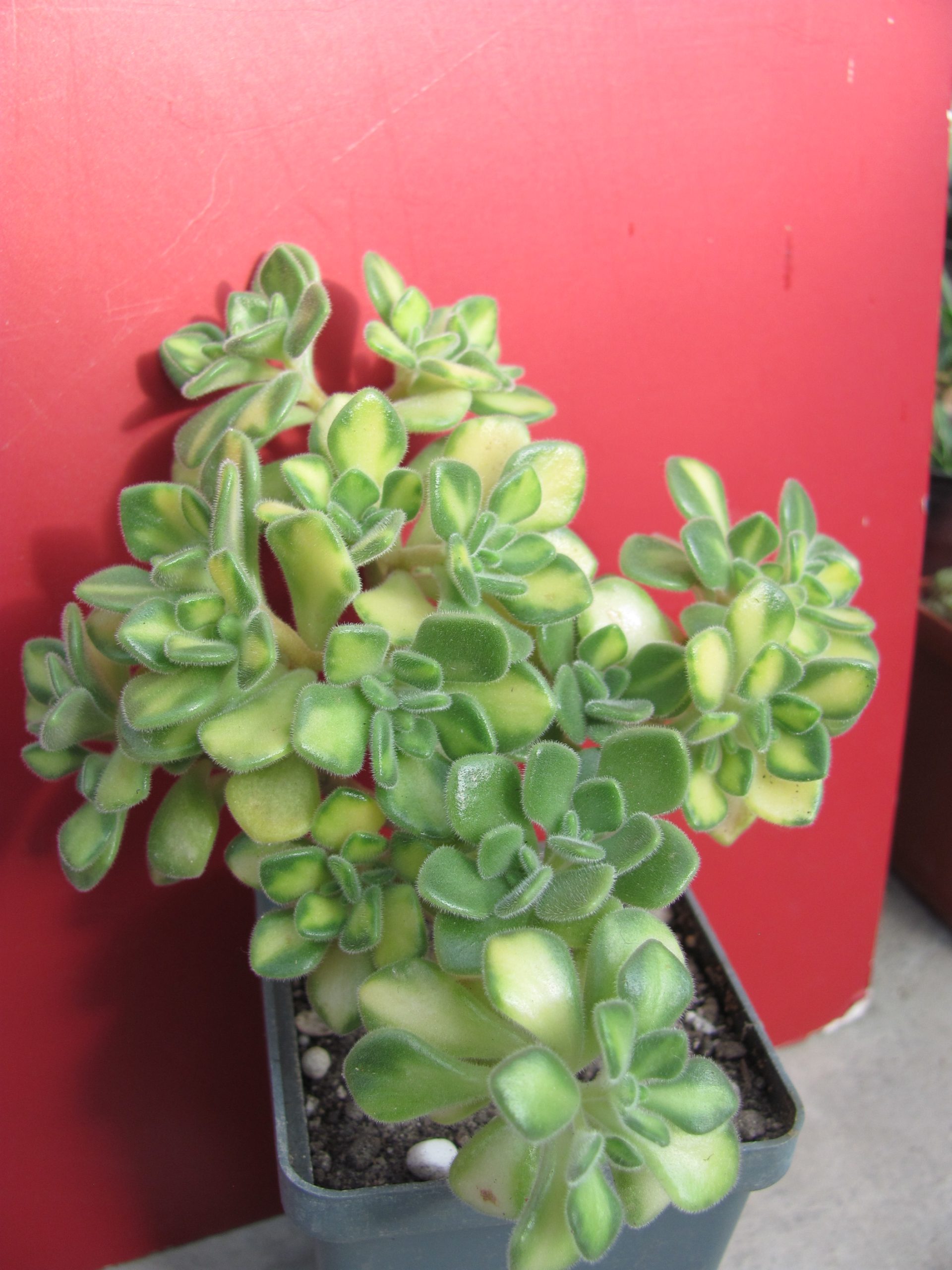 Aeonium lindleyi variegata