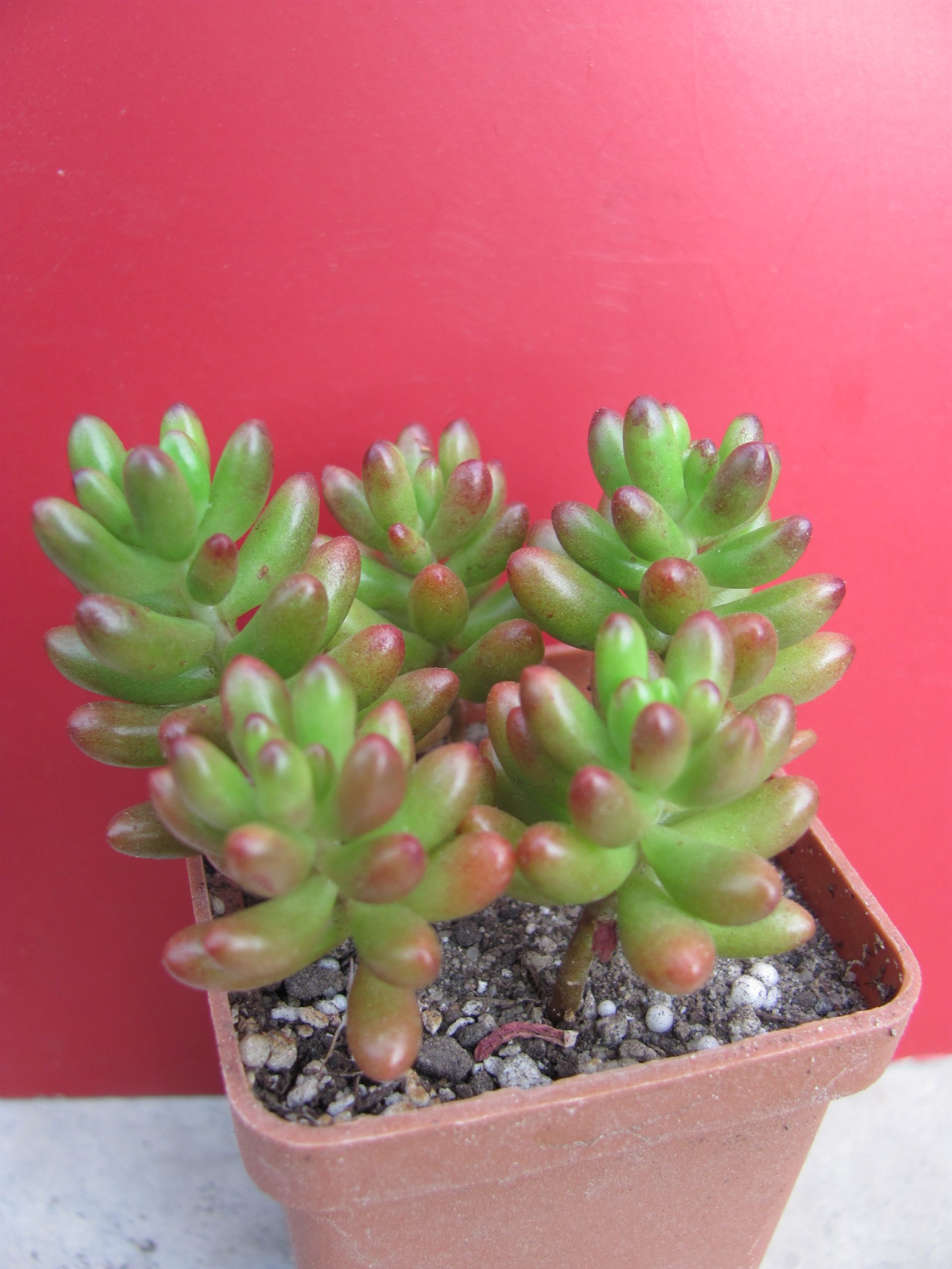 Sedum rubrotinctum
