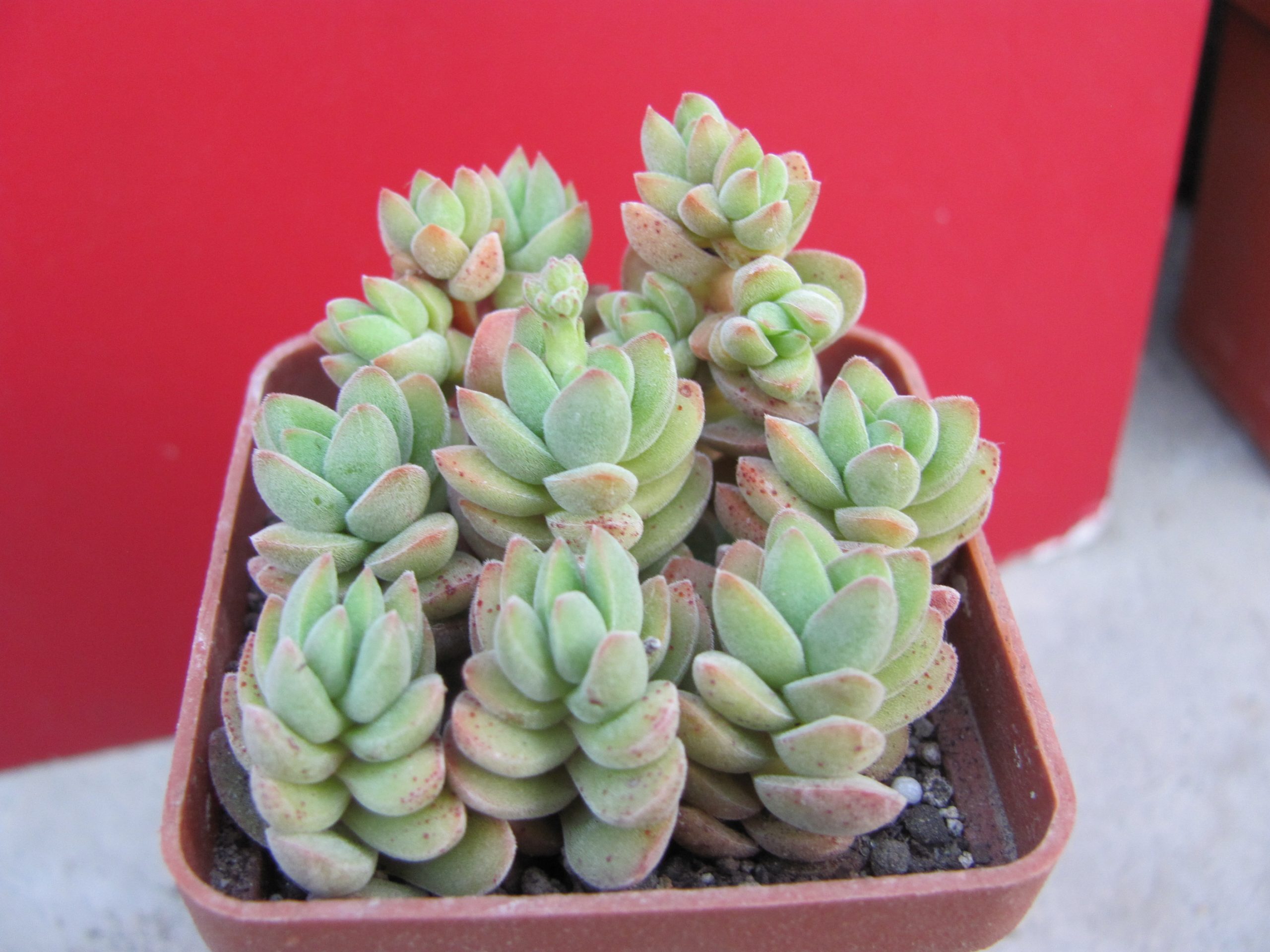 Crassula velutina