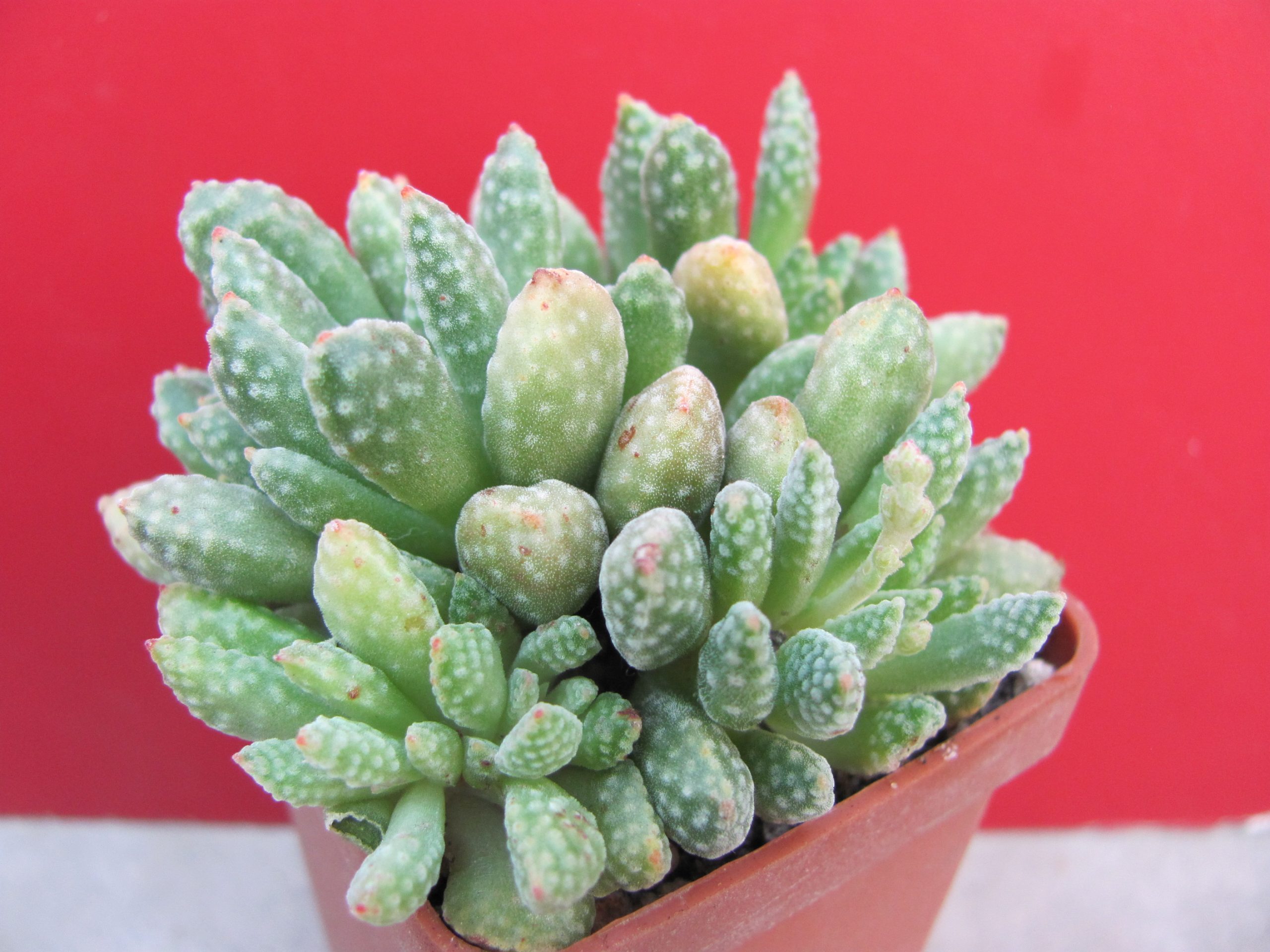 Crassula ausensis titanopsis