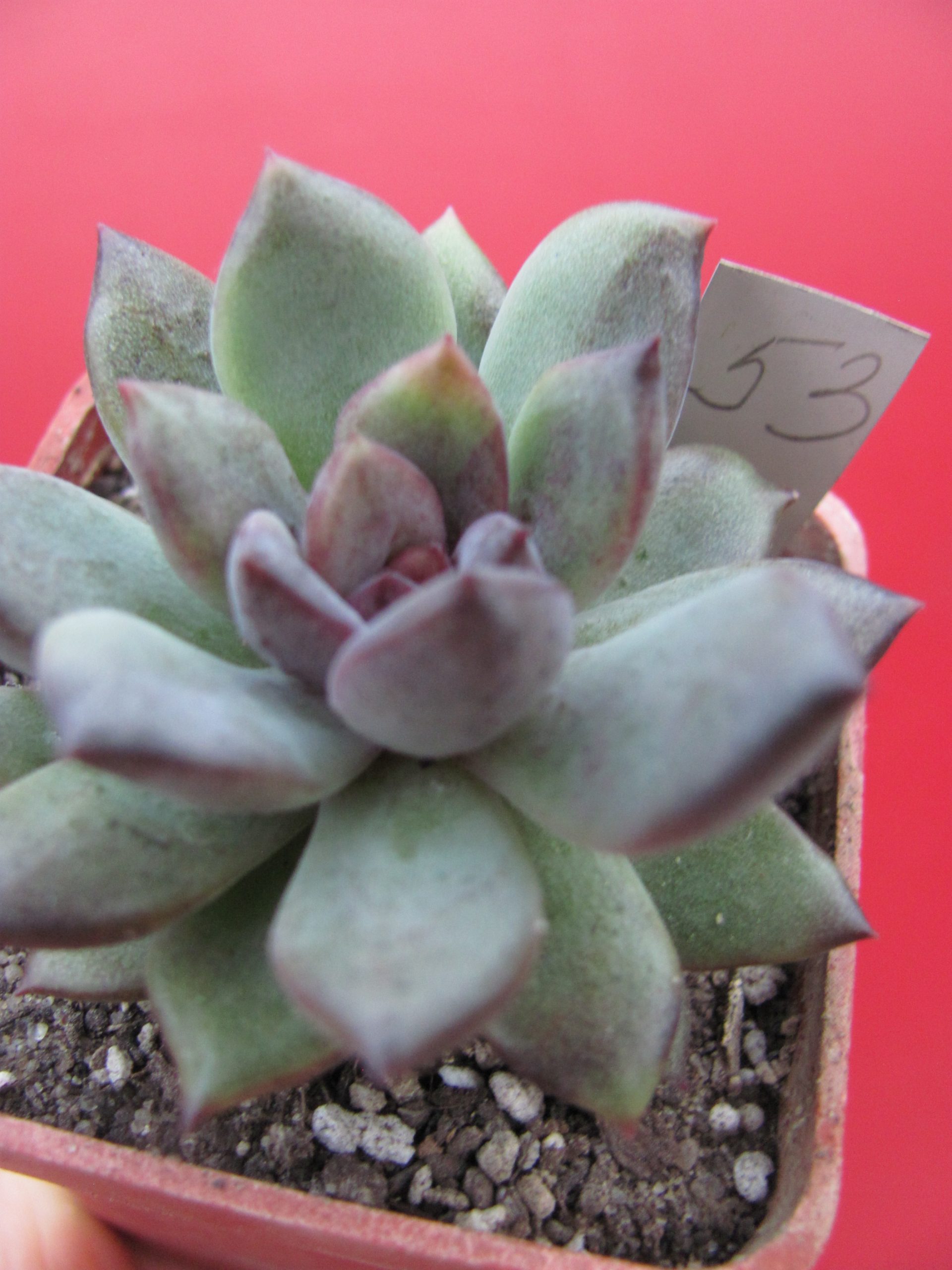 Echeveria  hybr.  53     Italy