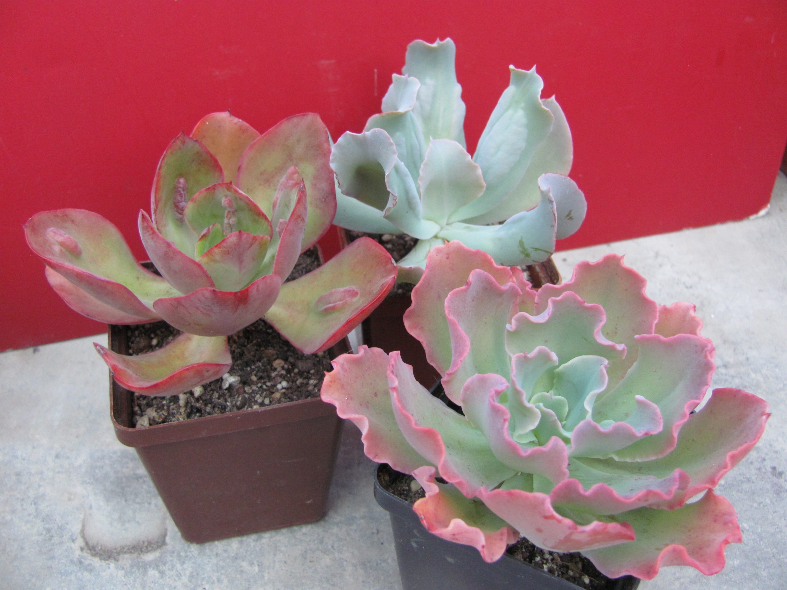 Echeveria  3 разом