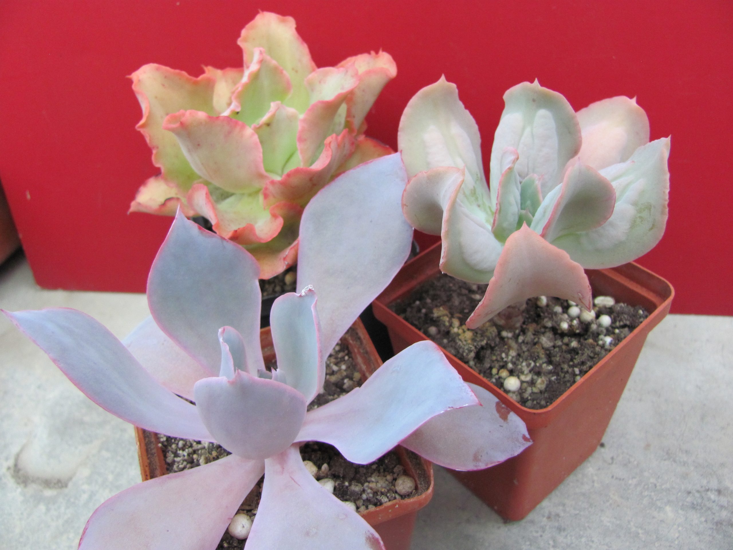 Echeveria  3 разом