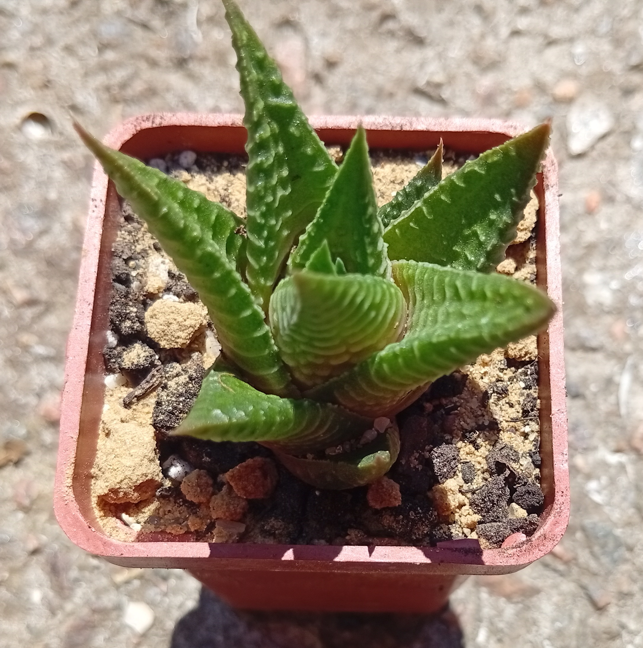 Haworthia limifolia