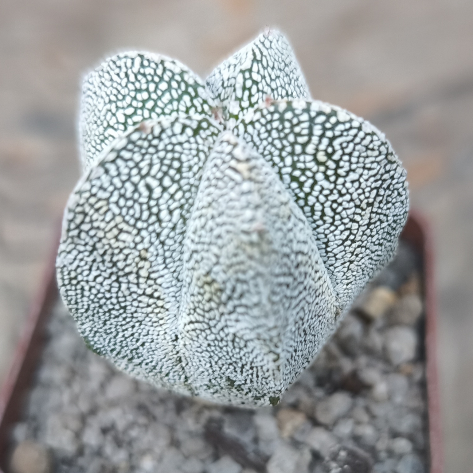 Astrophytum myriostigma onzuka