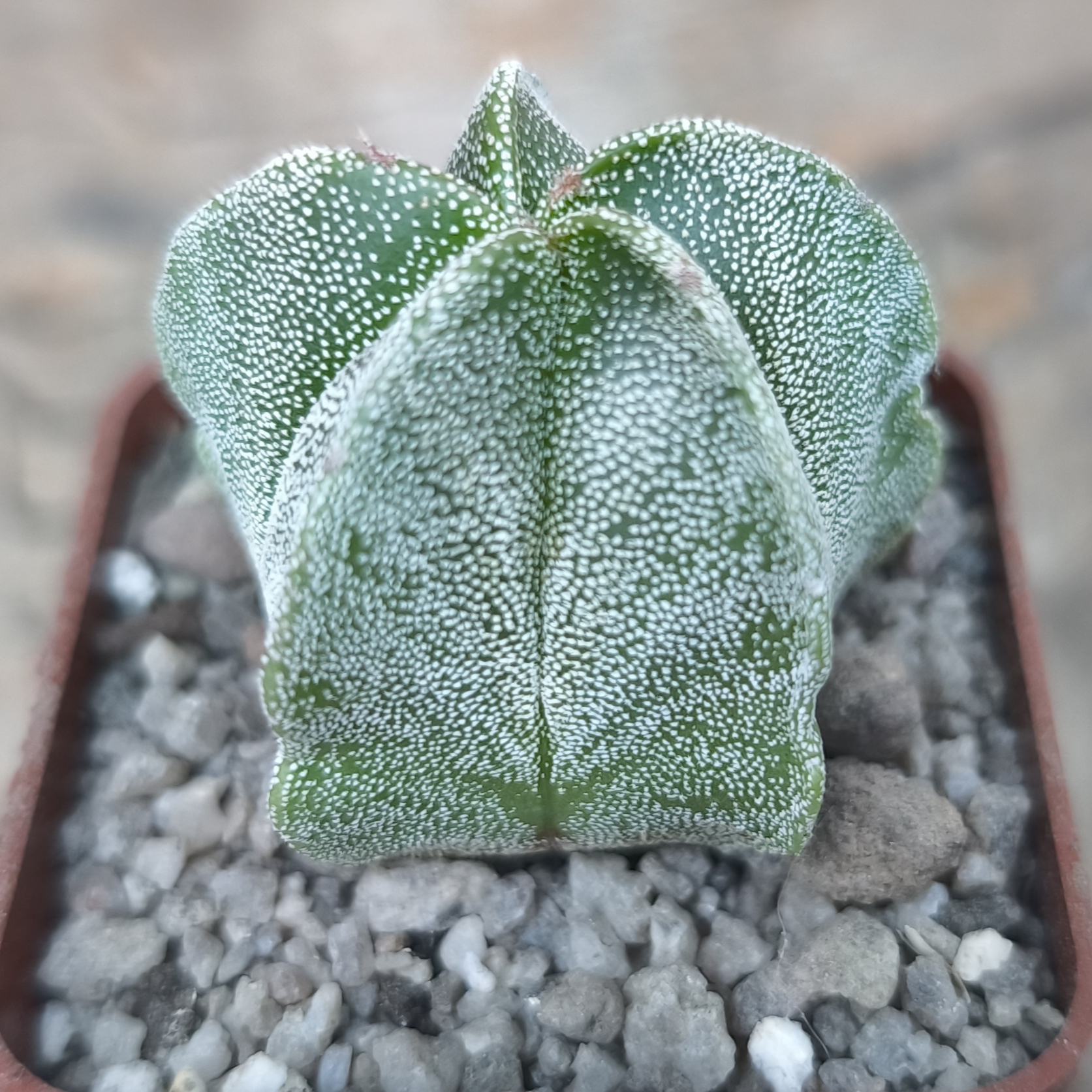Astrophytum myriostigma