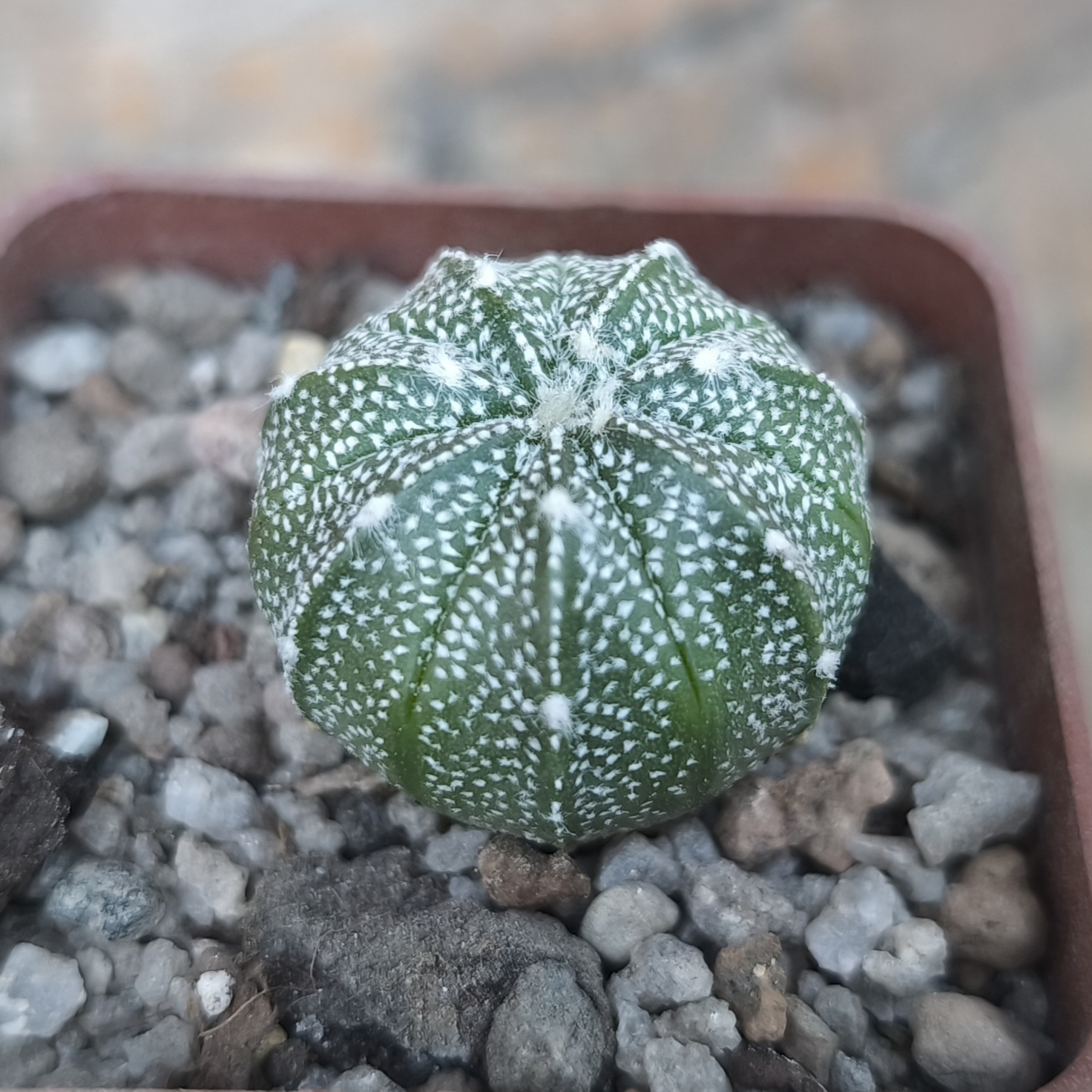 Astrophytum asterias Superkabuto