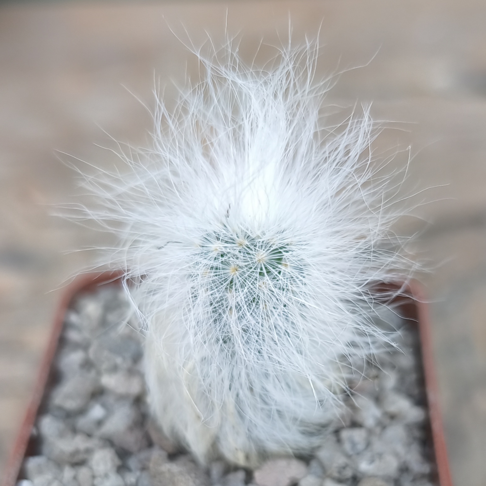 Espostoa ritteri