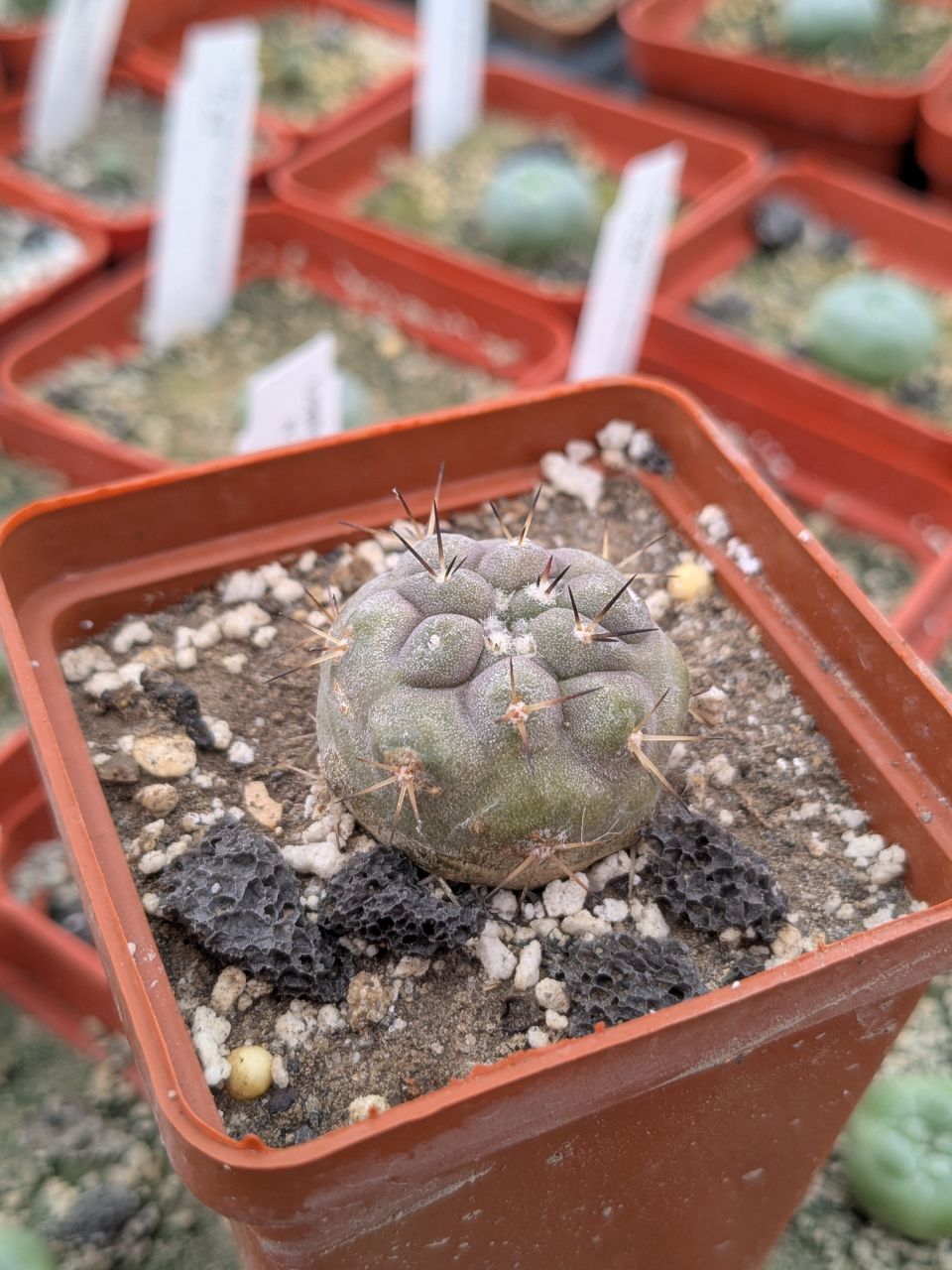 Copiapoa cinerea