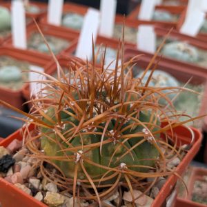 Gymnocalycium mazanense v.polycephalum BCS 45 Suriyaco