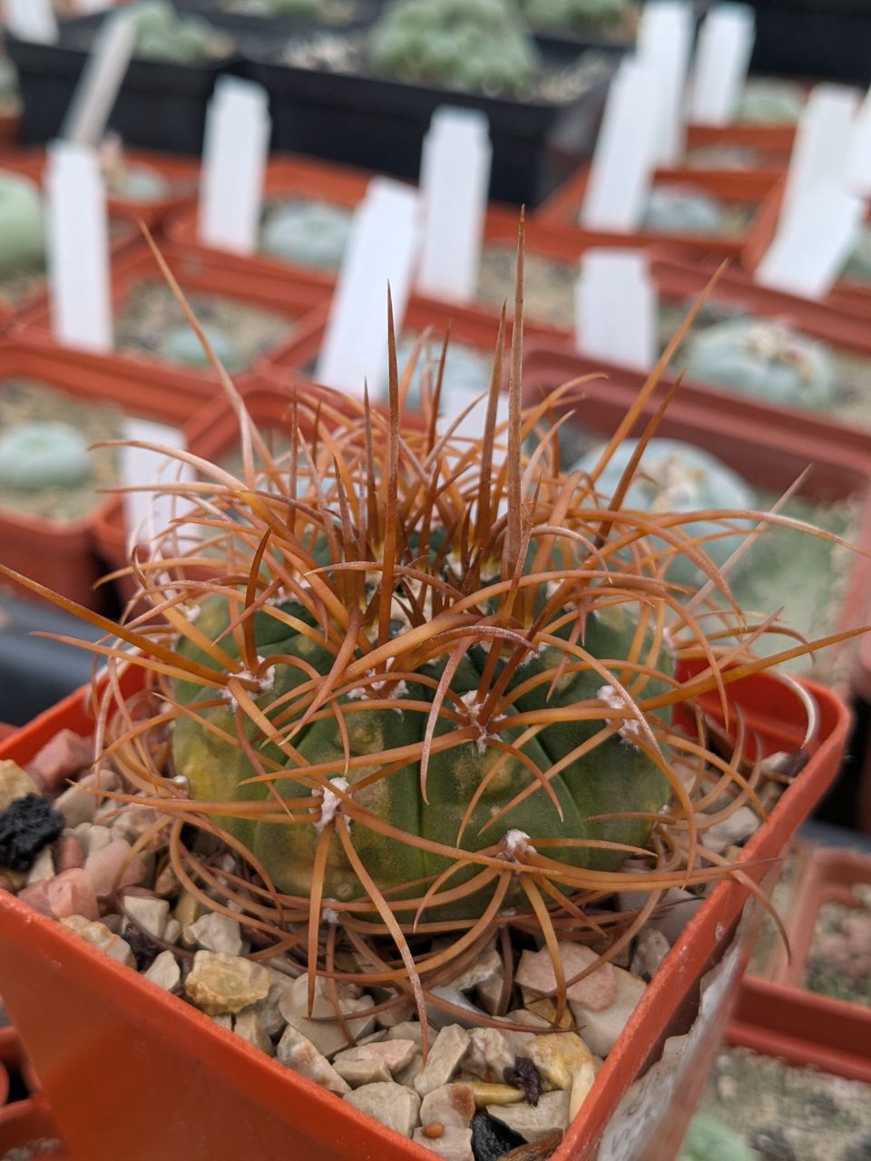 Gymnocalycium mazanense v.polycephalum BCS 45 Suriyaco