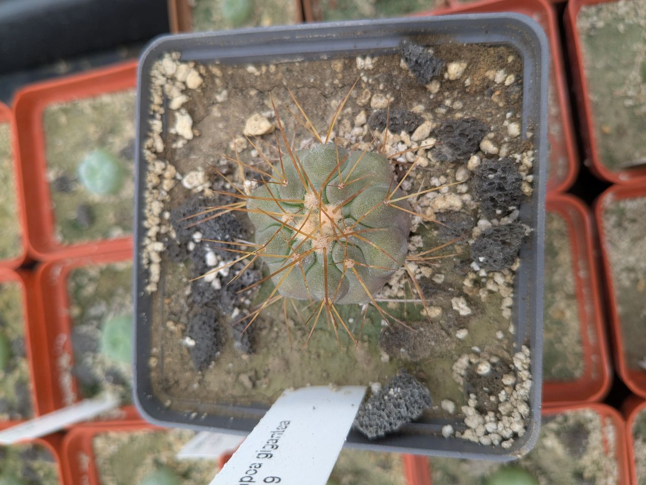 Copiapoa cinerea v. gigantea