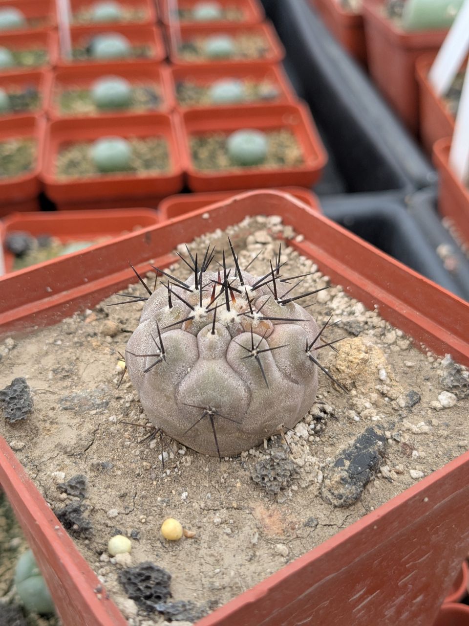 Copiapoa cinerea, south-east of Taltal