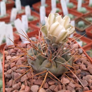 Gymnocalycium moserianum