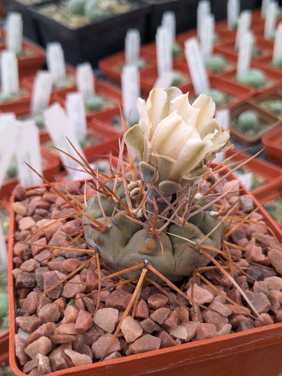 Gymnocalycium moserianum