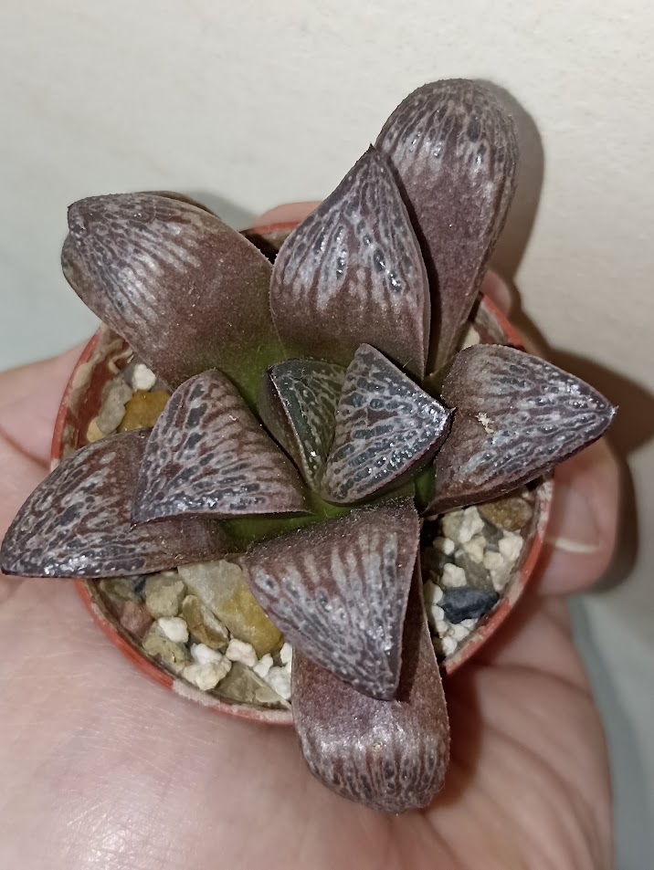 Haworthia Splendens Inca Rose