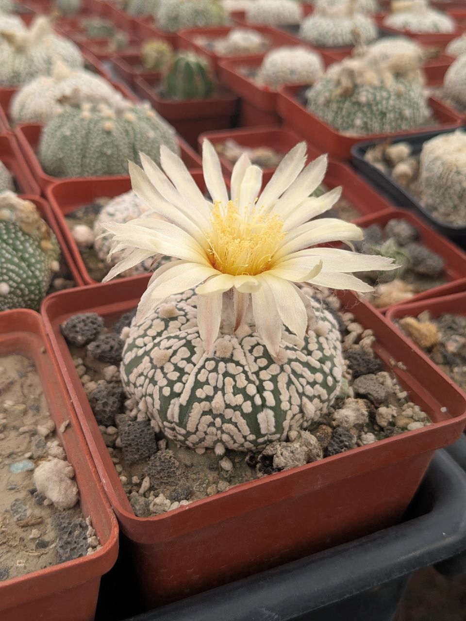 Astrophytum asterias cv. superkabuto