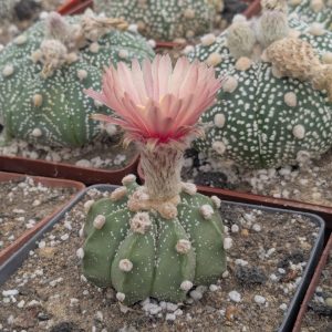 Astrophytum hybrid