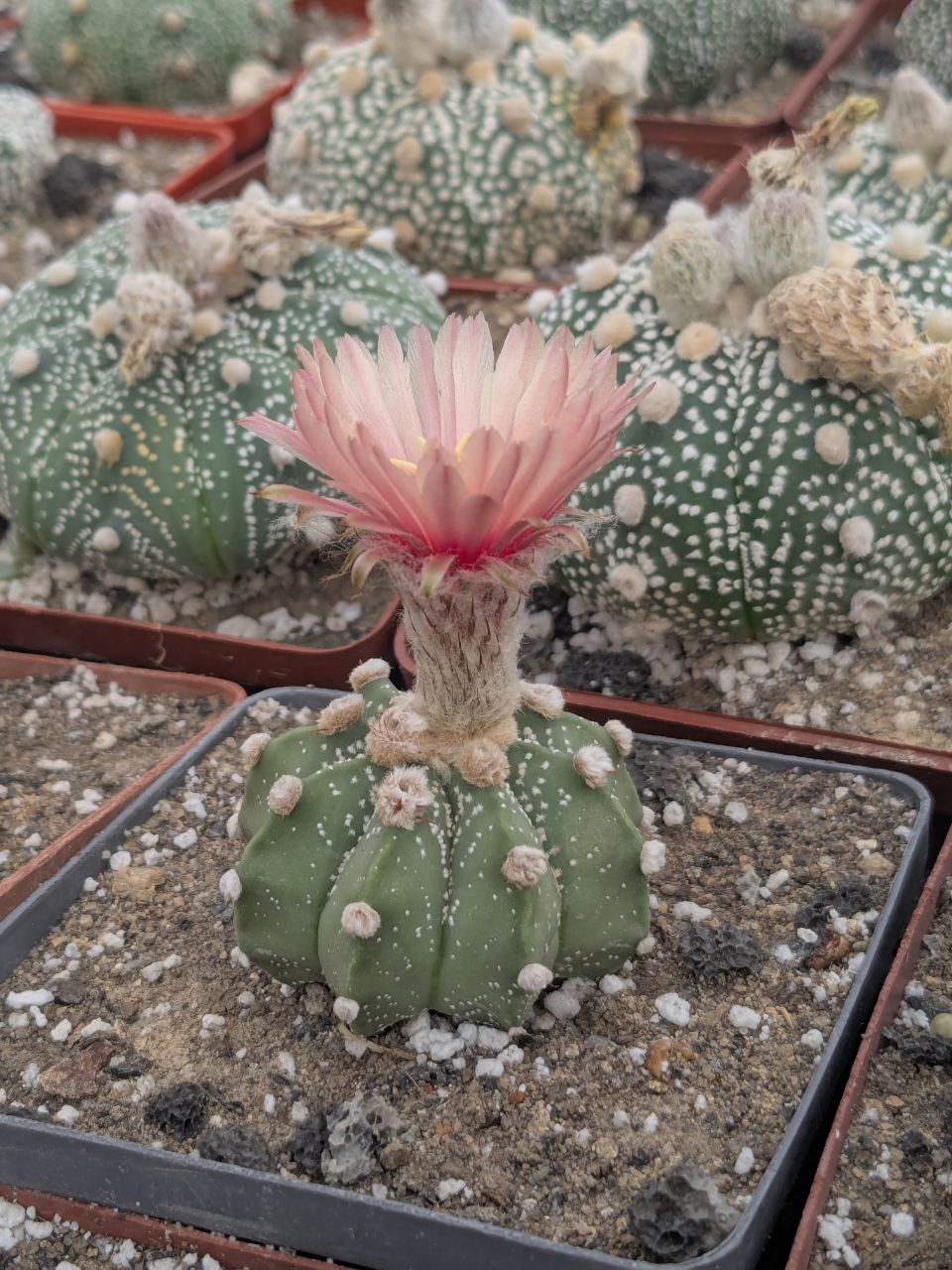 Astrophytum hybrid