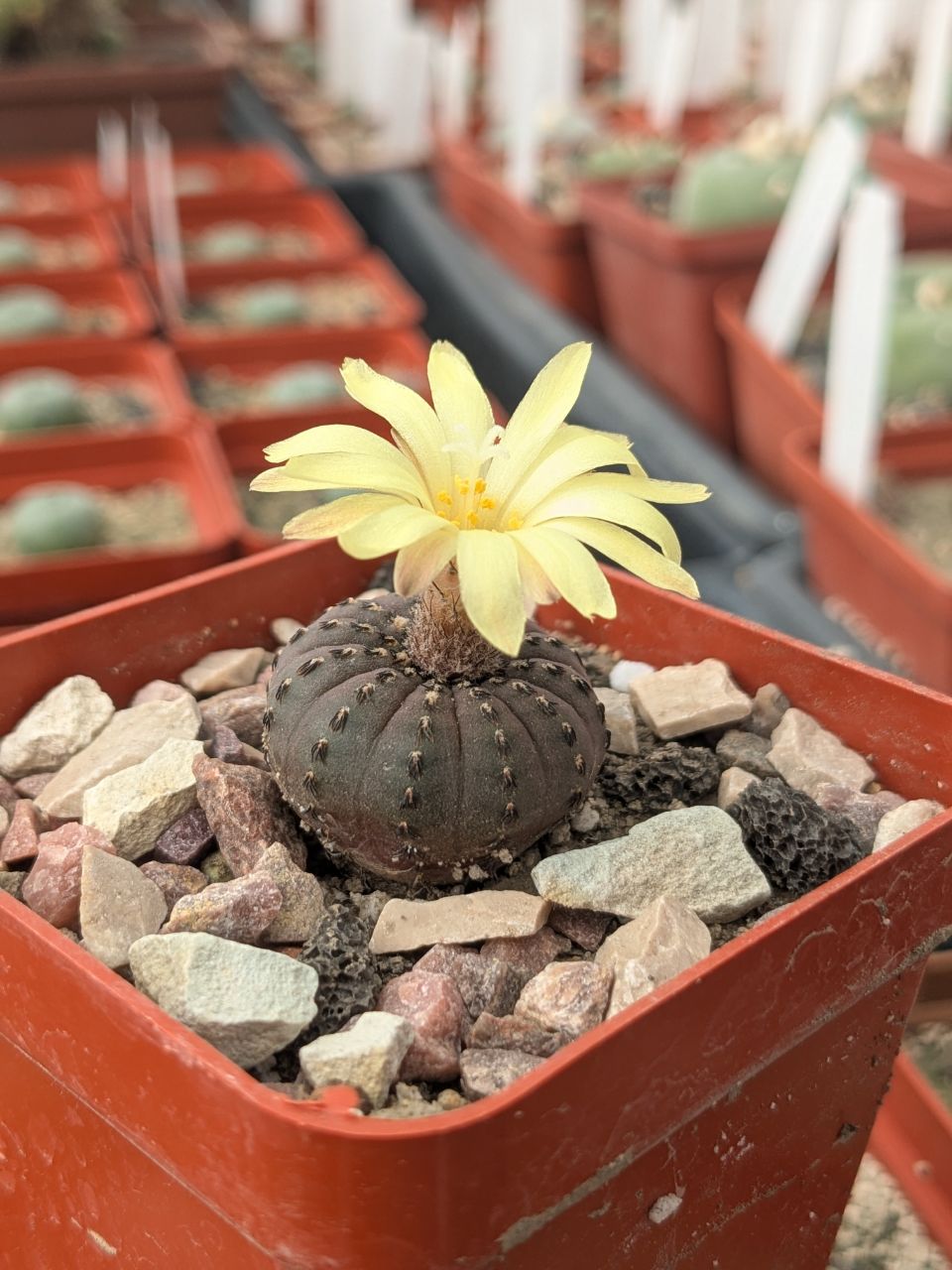 Frailea castanea
