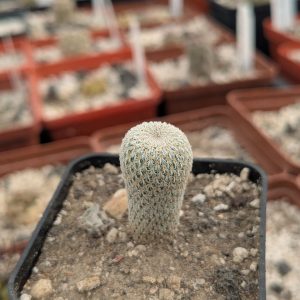 Epithelantha micromeris