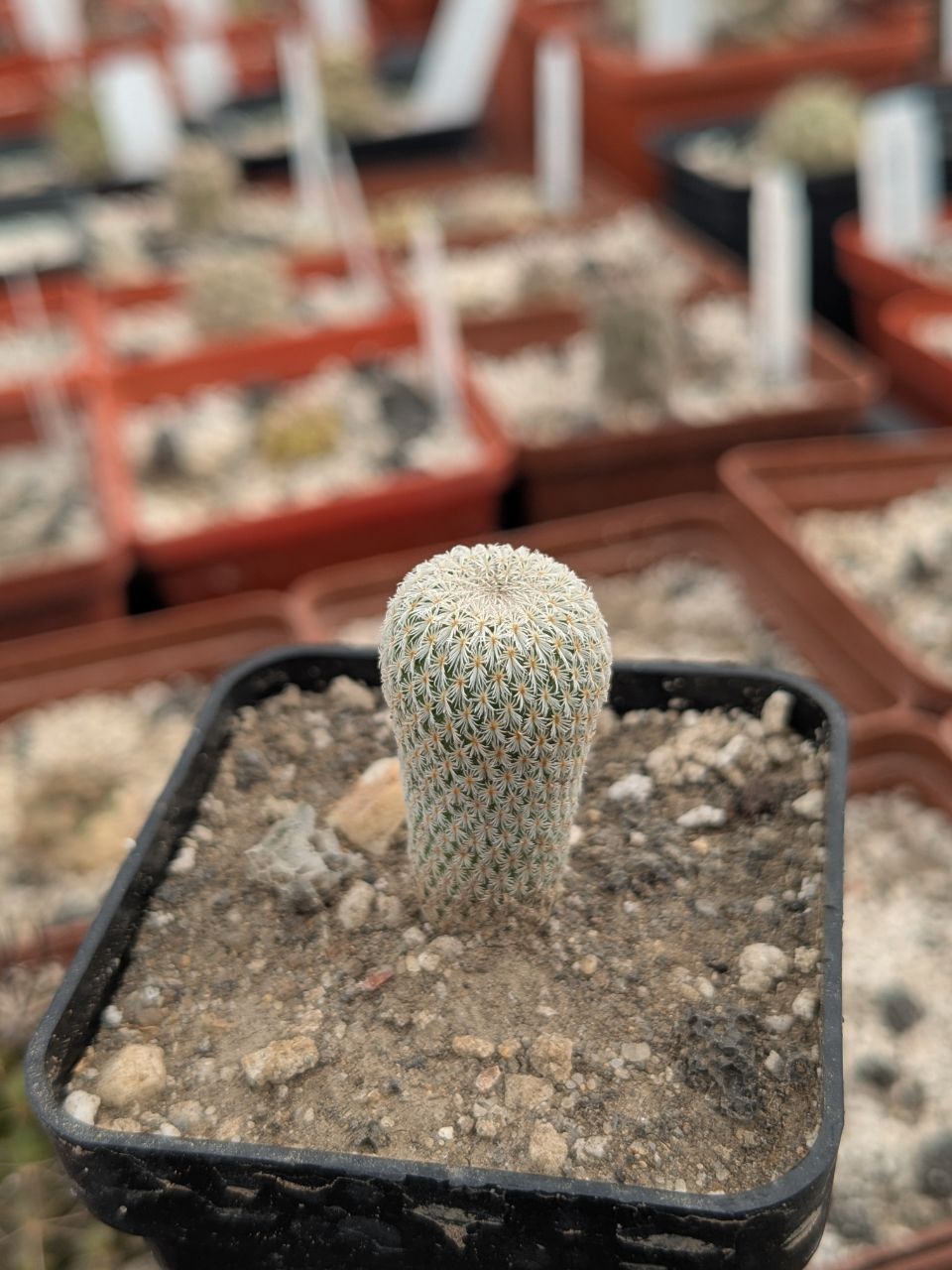Epithelantha micromeris