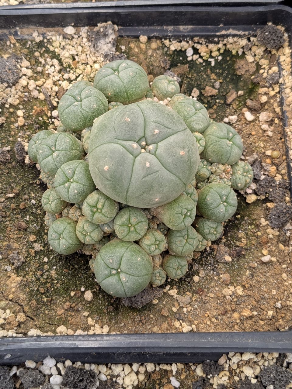 Lophophora williamsii v. caespitosa