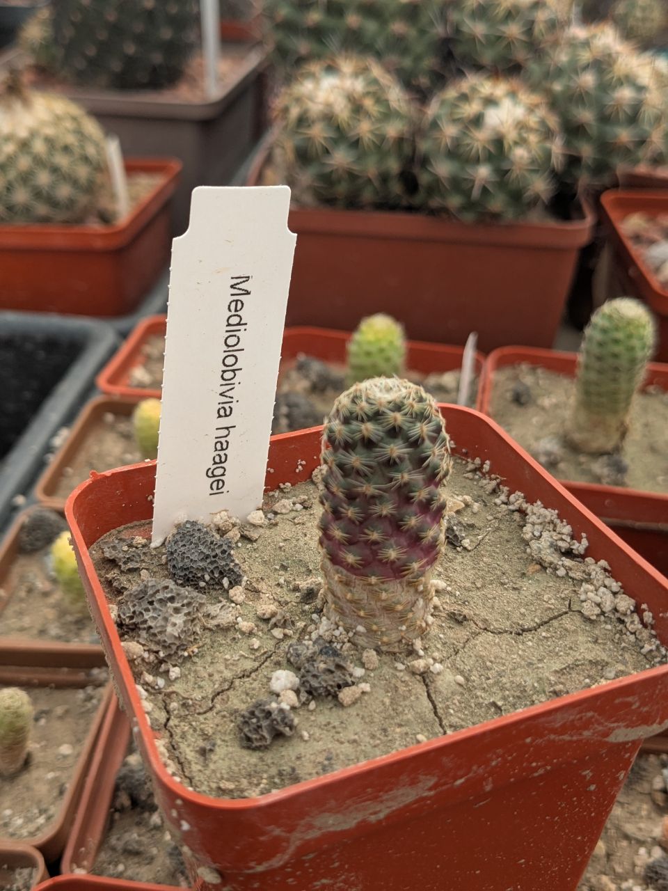 Mediolobivia haagei