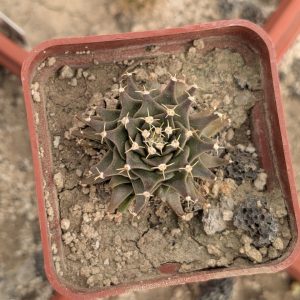 Obregonia denegrii