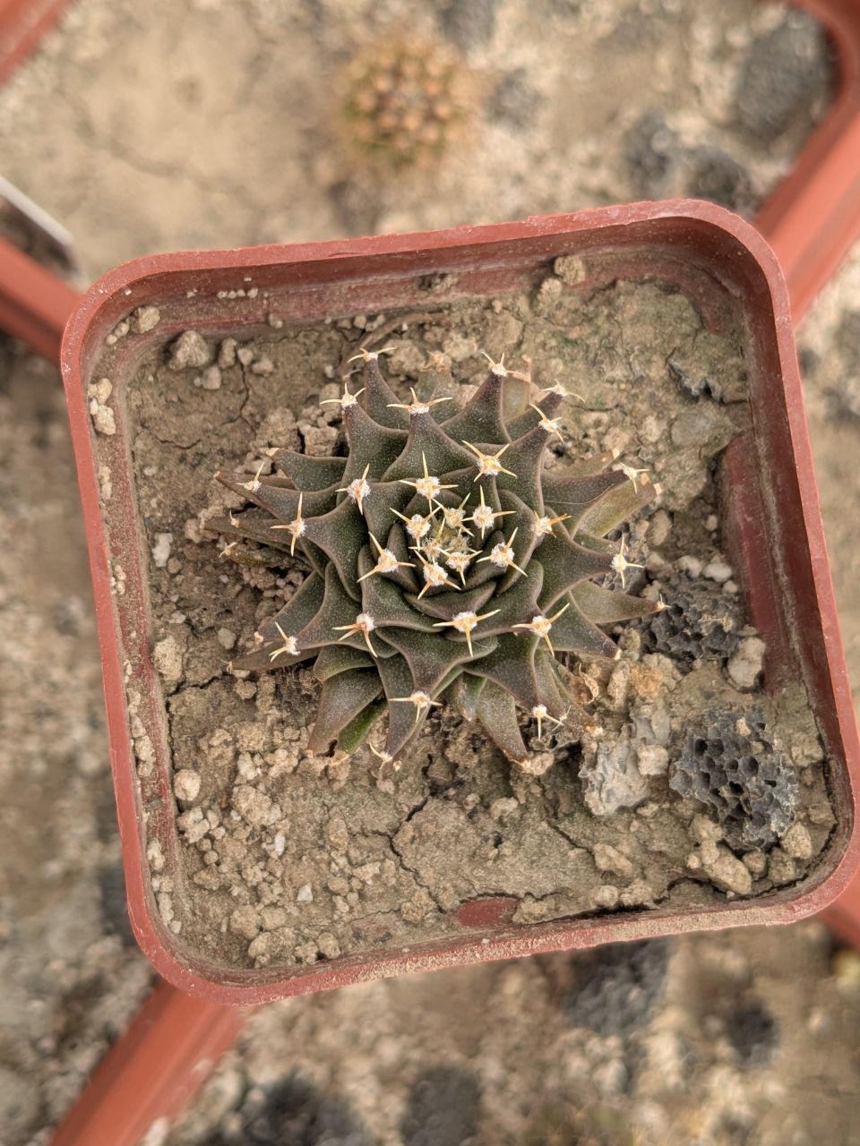 Obregonia denegrii