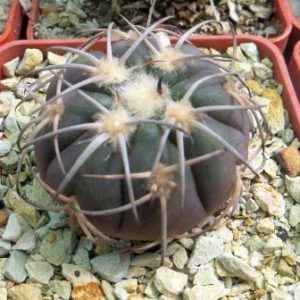Gymnocalycium spegazzinii LF130 -Santa Maria-
