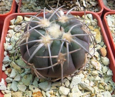 Gymnocalycium spegazzinii LF130 -Santa Maria-