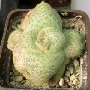crassula hemisphaerica