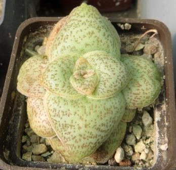 crassula hemisphaerica