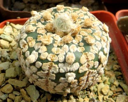 astrophytum super kabuto gold