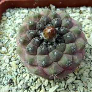 copiapoa lizard skin x montana FR 522