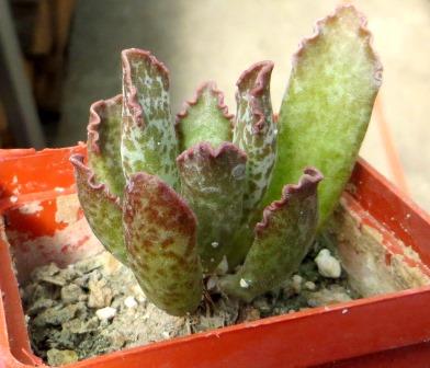 adromishus marianae hybrid