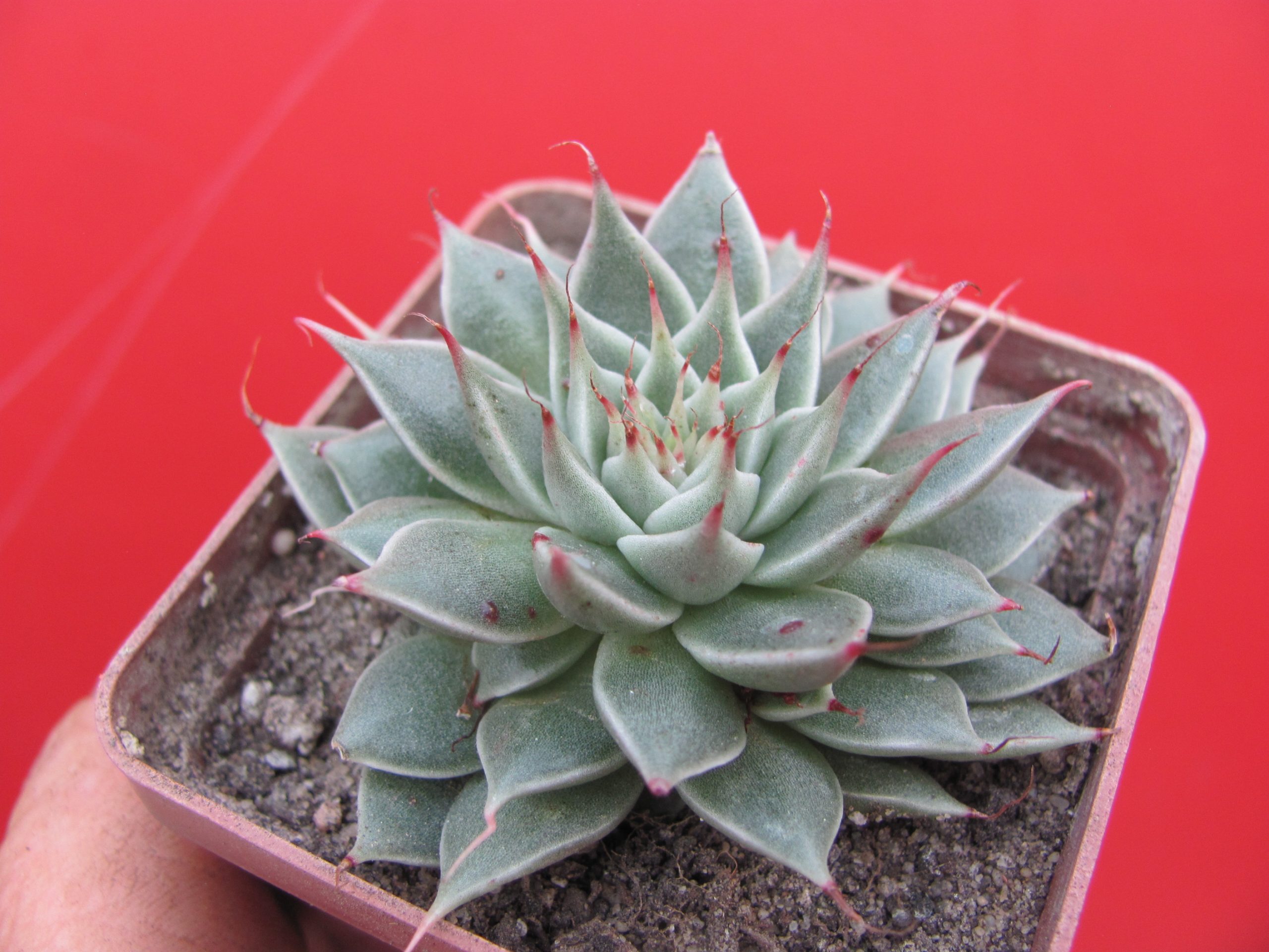 Graptopetalum Silver Star