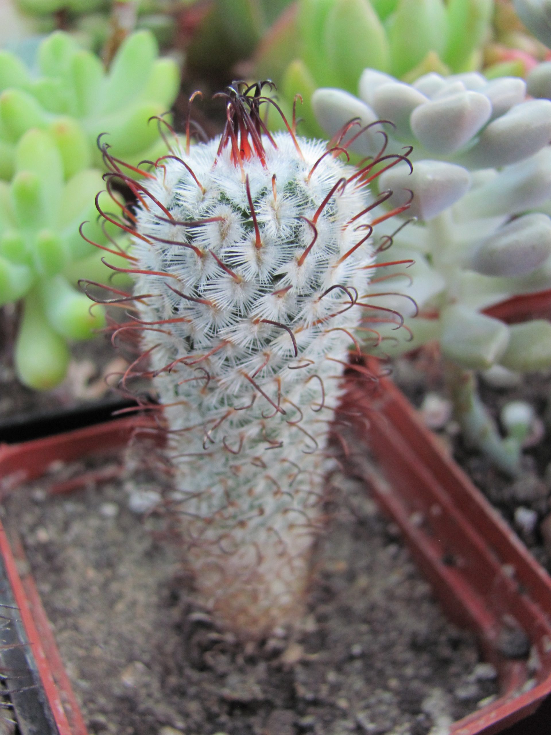 Mammillaria peresdelarosae