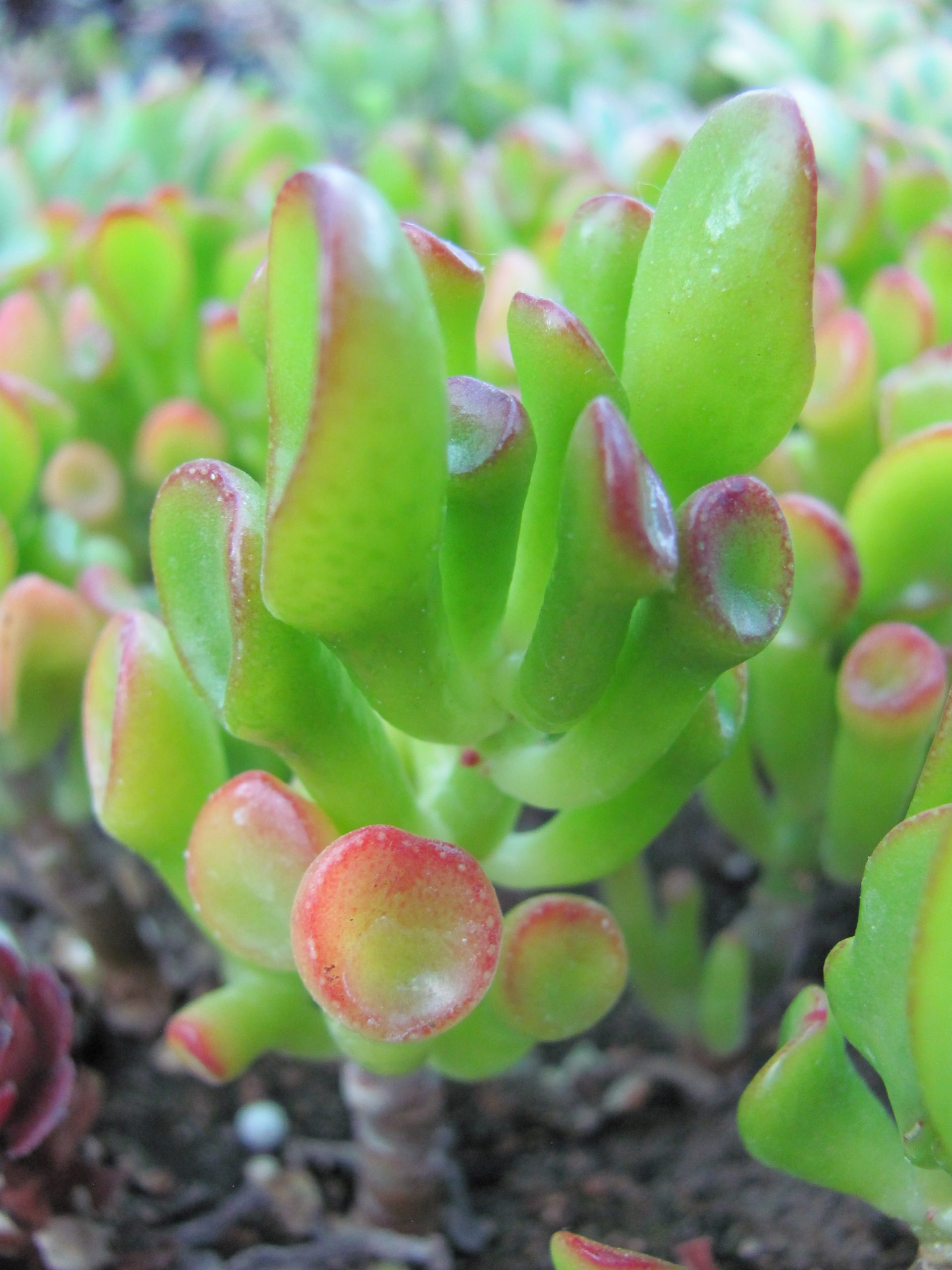 Crassula ovata Gollum