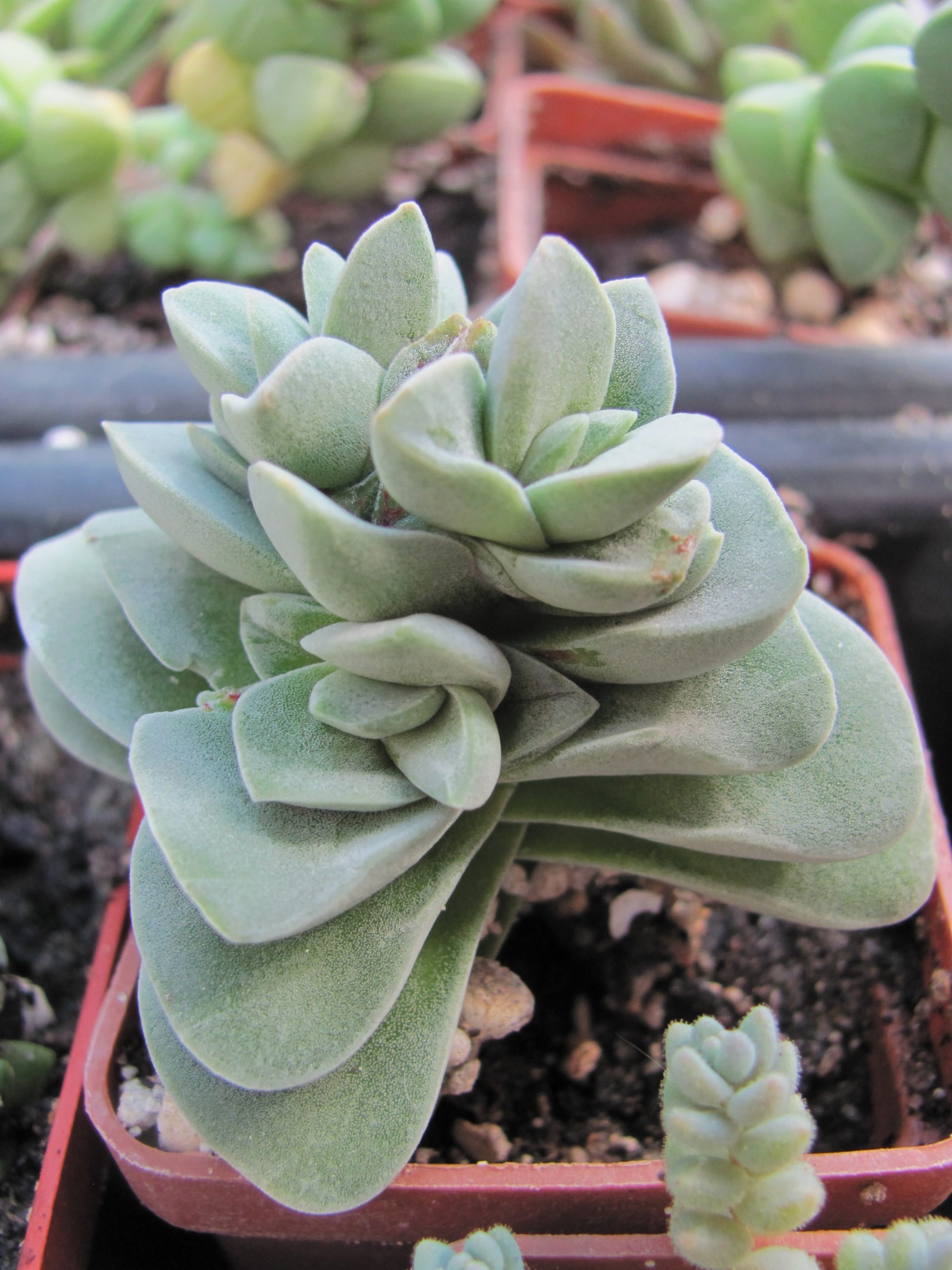 Crassula coralita