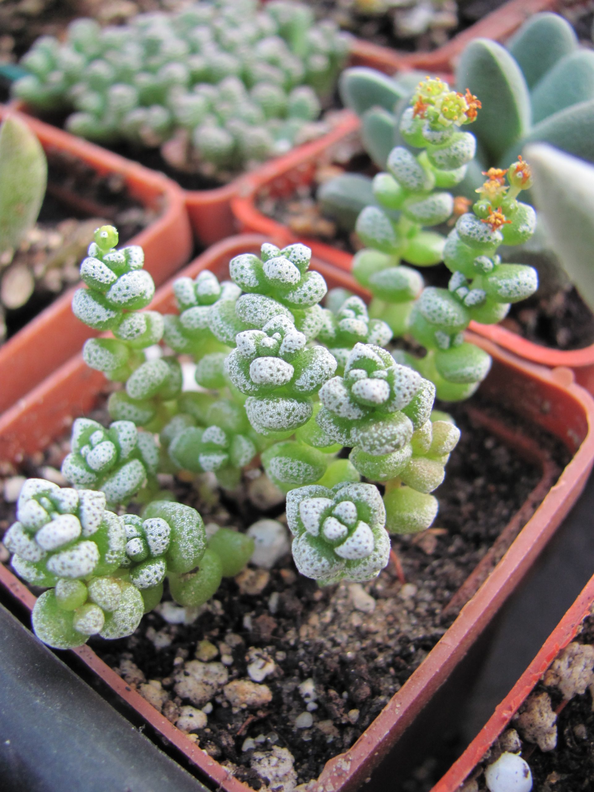 Crassula coralina