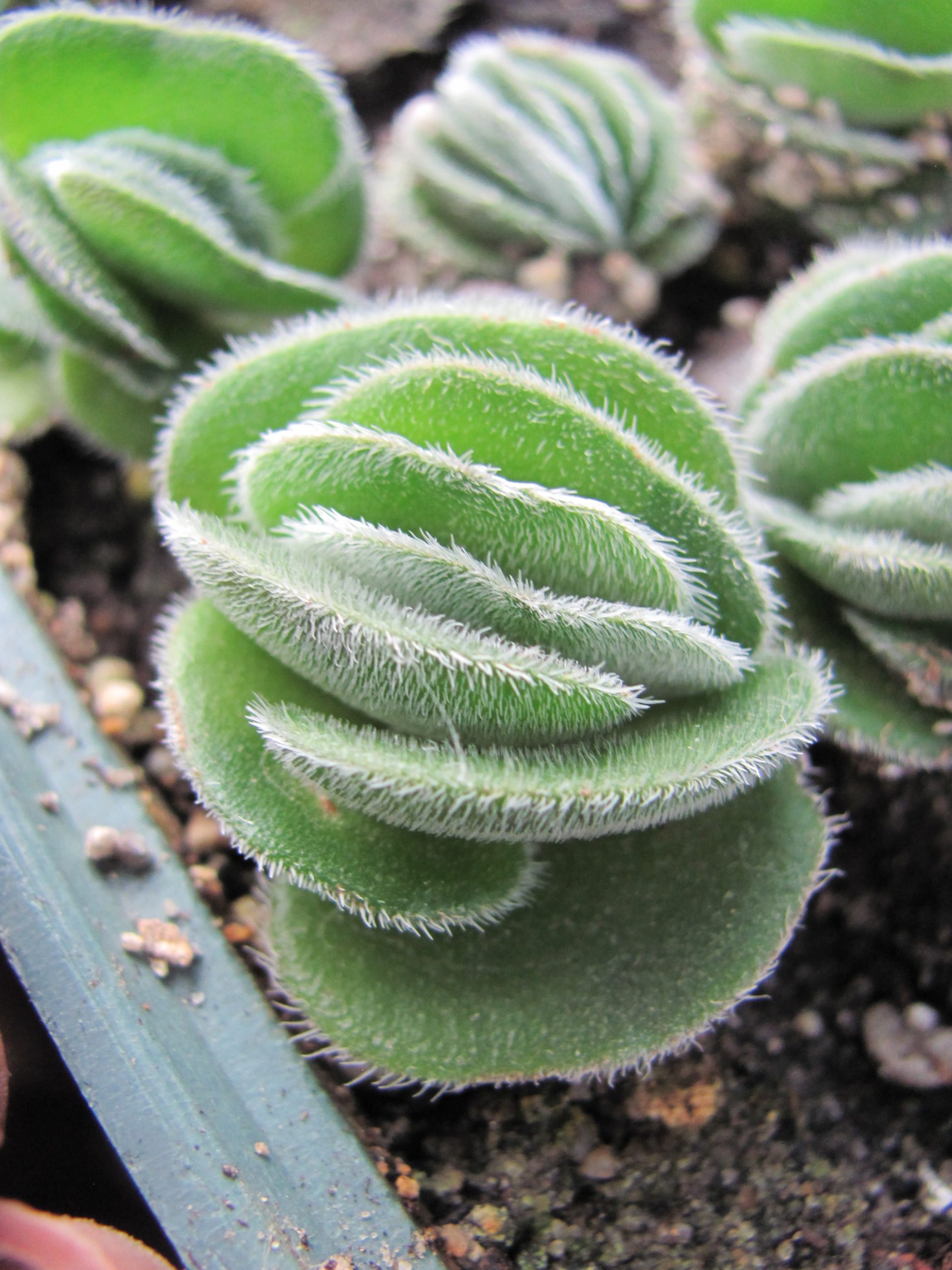 Crassula tomentosa