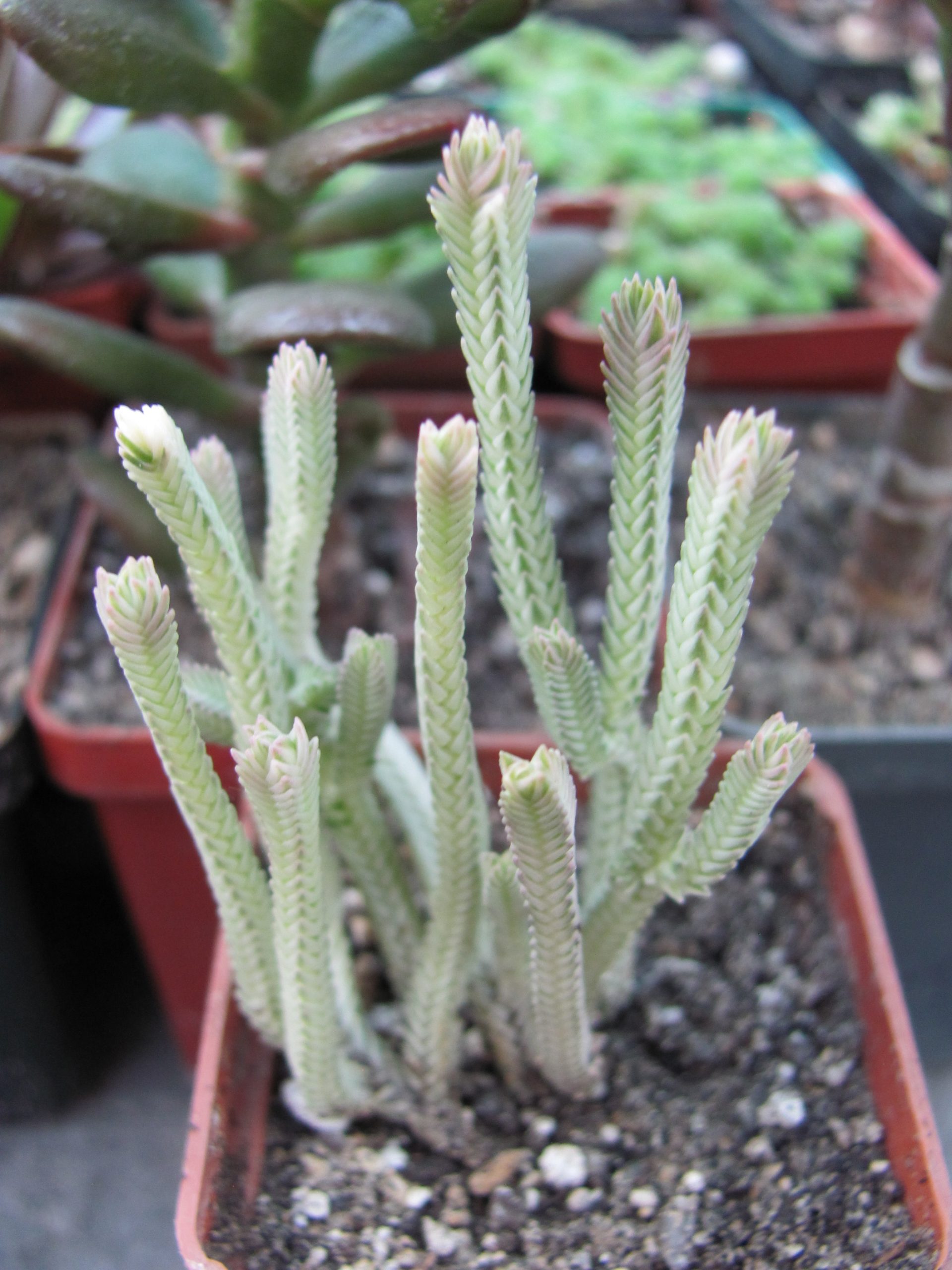 Crassula licopodioides variegata