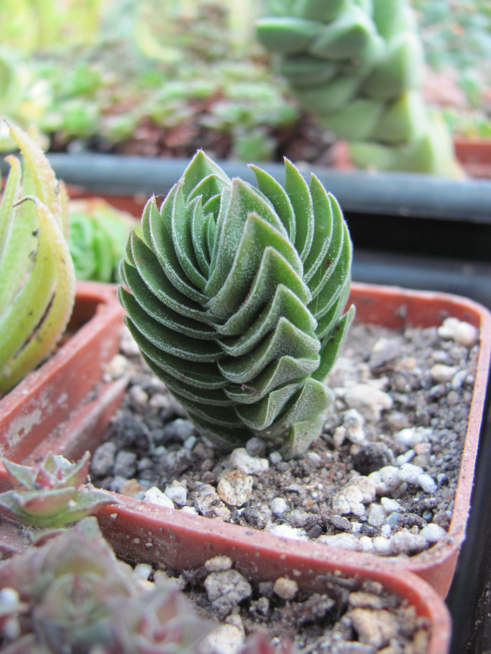Crassula Buddhas Temple
