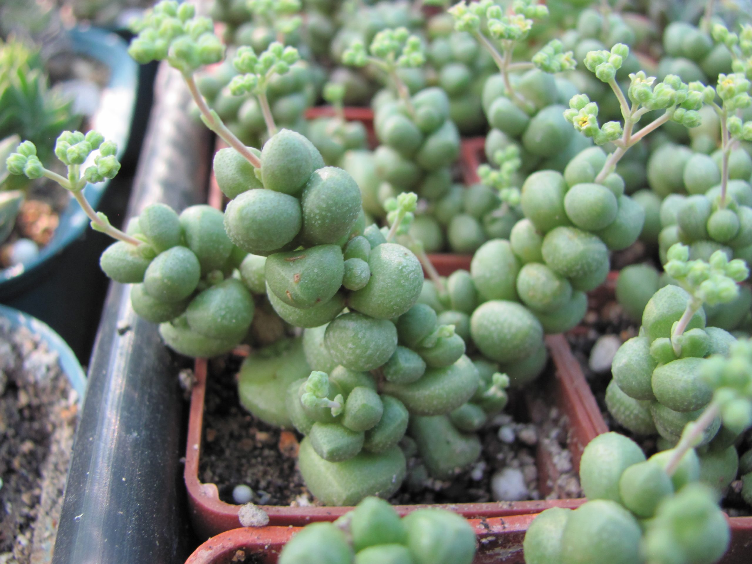 Crassula elegans