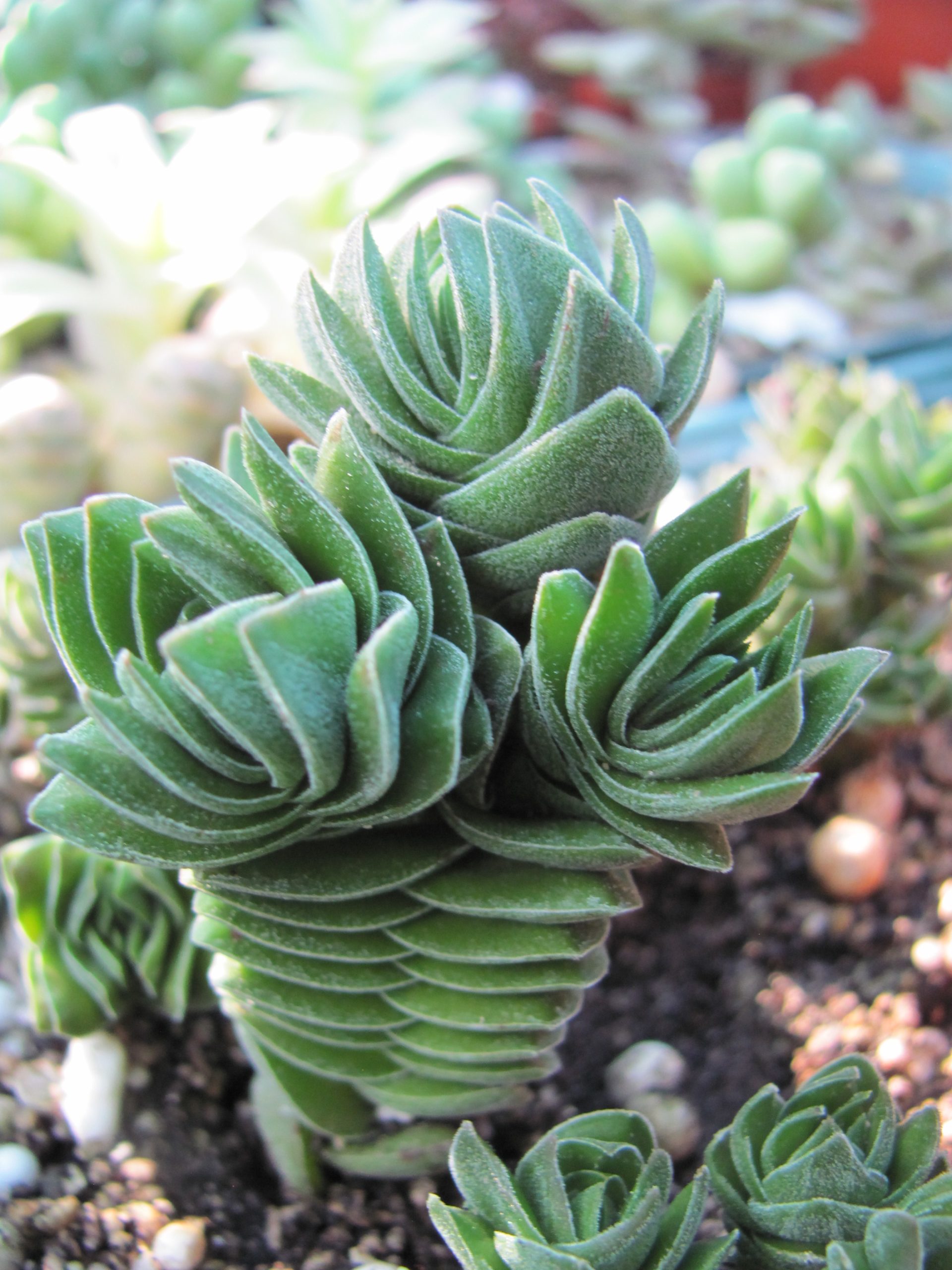 Crassula  Buddhas Temple